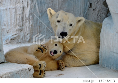 肉球 舌ペロ 大サービスのホッキョクグマ赤ちゃん 母娘 母娘 の写真素材