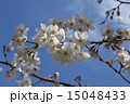 晴天の桜 15048433
