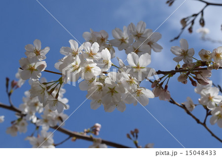 晴天の桜 15048433