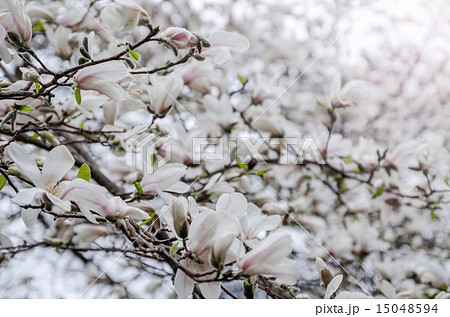 magnolia tree blossom 15048594