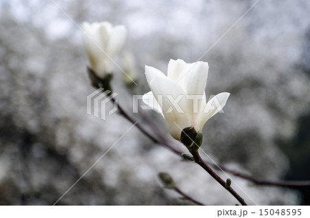 magnolia tree blossom 15048595