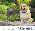にこにこコーギー 15049041