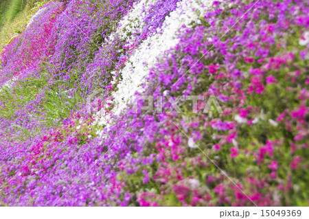 斜面の芝桜 15049369