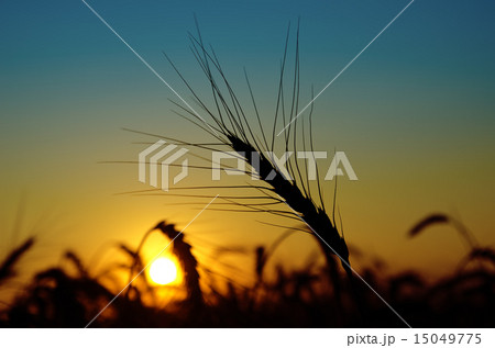 golden sunset over harvest field golden sunset over harvest field 15049775