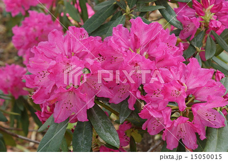 シャクナゲ　01 15050015