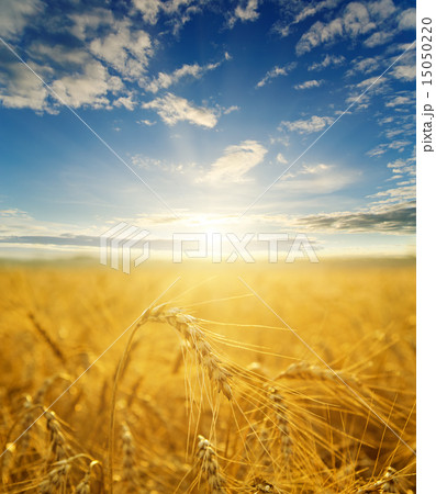 field with gold ears of wheat in sunset 15050220