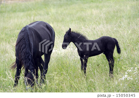 mare with black colt mare with black colt 15050345