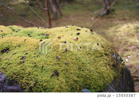 龍安寺 龍安寺 15050387