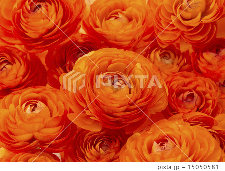 敷き詰めたラナンキュラス 敷き詰めたラナンキュラス 15050581