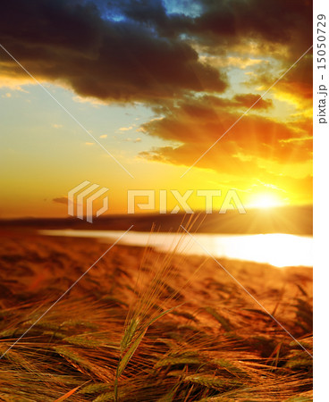 golden sunset over wheat field 15050729