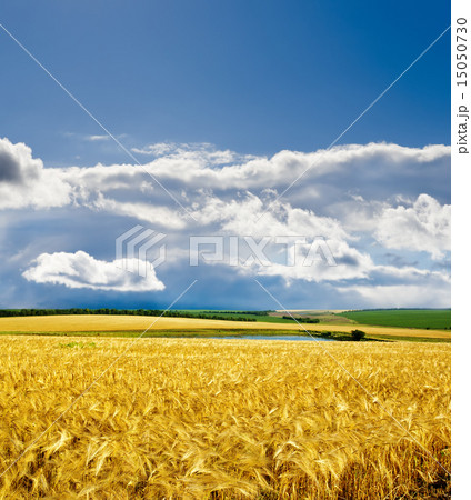 golden barley under dramatic sky 15050730