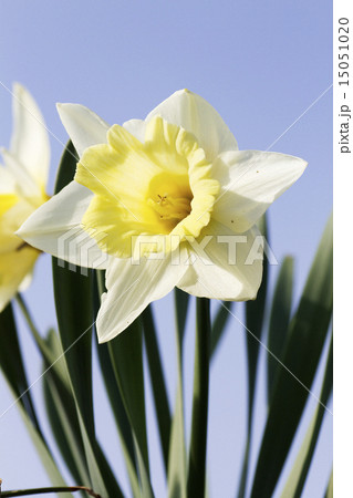 水仙2 15051020