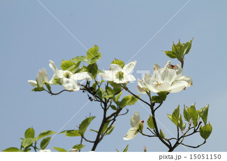 ハナミズキ 15051150