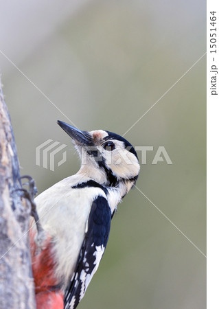 アカゲラ 15051464