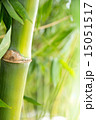 Bamboo forest background 15051517