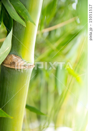Bamboo forest background 15051517