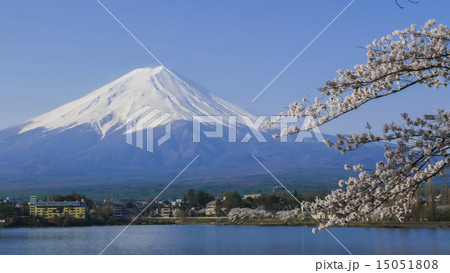 河口湖の富士山と桜 15051808