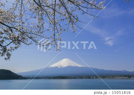 河口湖の富士山と桜 15051816