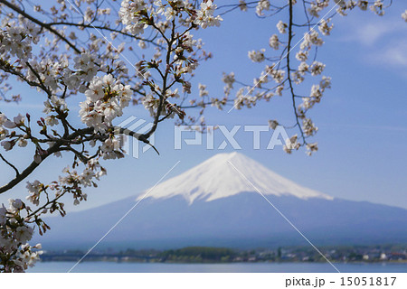 河口湖の富士山と桜 15051817