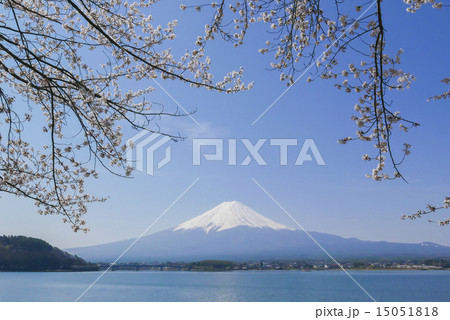 河口湖の富士山と桜 15051818