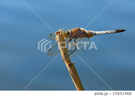Dragonfly - Broad-bodied Chaser Dragonfly - Broad-bodied Chaser 15052466