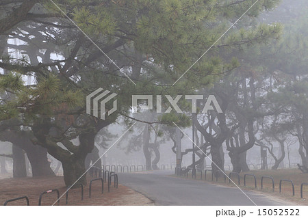 濃霧に覆われた観音寺市有明浜「琴弾公園」の観音寺松原 15052522