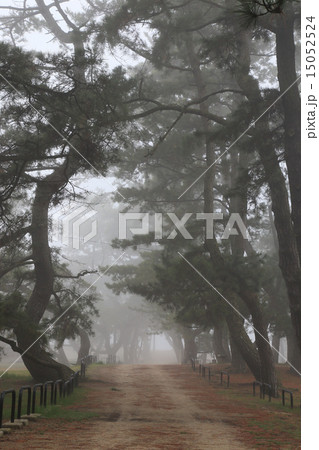 濃霧に覆われた観音寺市有明浜「琴弾公園」の観音寺松原 15052524