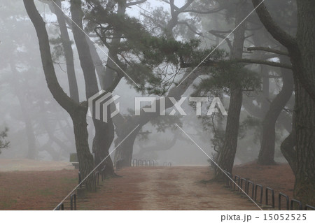 濃霧に覆われた観音寺市有明浜「琴弾公園」の観音寺松原 濃霧に覆われた観音寺市有明浜「琴弾公園」の観音寺松原 15052525