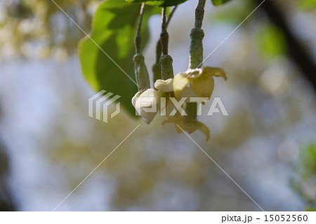 ナツグミの花 ナツグミの花 15052560