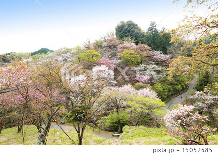多摩森林科学園の桜 15052685