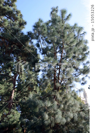 アメリカ　ロサンゼルス　UCLA 15053226