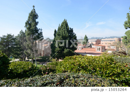 アメリカ　ロサンゼルス　UCLA 15053264