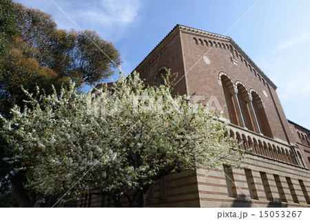 アメリカ　ロサンゼルス　UCLA 15053267