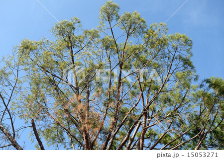 アメリカ　ロサンゼルス　UCLA 15053271