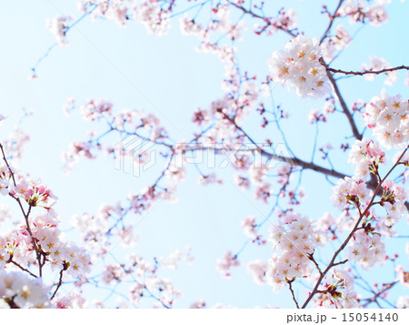 桜と青空と 桜と青空と 15054140