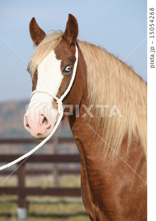 Beautiful welsh cob mare with halter 15054268