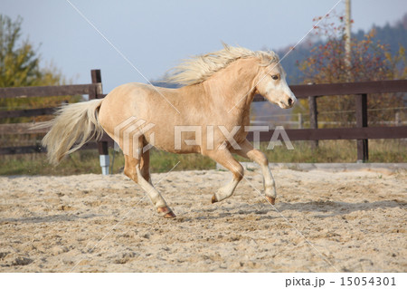 Amazaing palomino welsh mountain pony running Amazaing palomino welsh mountain pony running 15054301