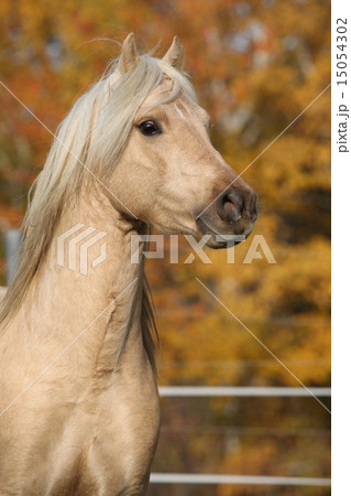 Amazing welsh pony of cob type stallion Amazing welsh pony of cob type stallion 15054302