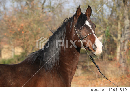 Beautiful brown arabian horse with show halter 15054310