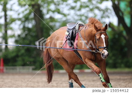 駆ける馬 駆ける馬 15054412