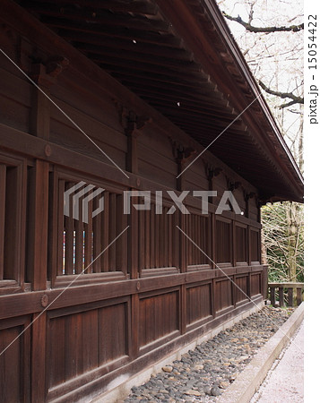 桜が散る二荒山神社 15054422