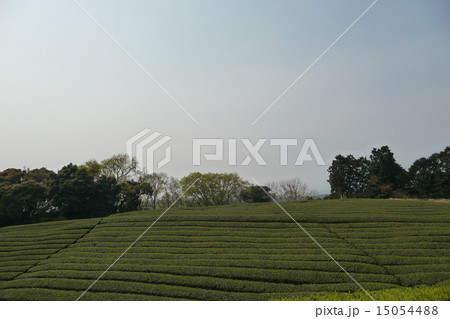茶畑にて 茶畑にて 15054488