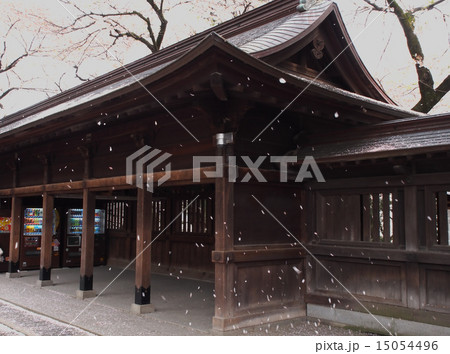 桜が散る二荒山神社 15054496