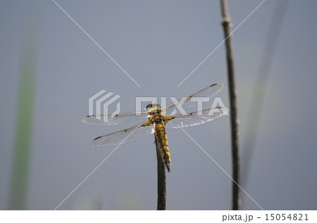 水辺のトンボ 15054821