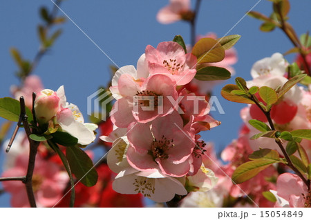 カラフルな木瓜の木 15054849