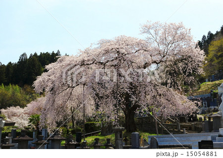 春の善性寺　満開の枝垂桜 15054881