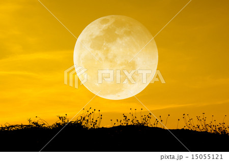 Big moon and grass silhouettes background sun set. 15055121