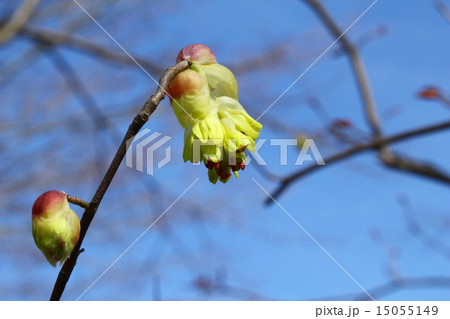 トサミズキ 15055149