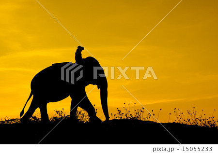 Elephant and grass silhouettes background with sun Elephant and grass silhouettes background with sun 15055233