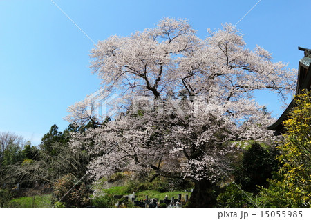 満開の翔龍桜～二本松・龍泉寺にて 15055985